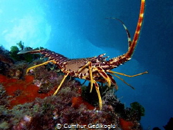 Palinurus elephas
Spiny Lobster under the jetty. by Cumhur Gedikoglu 